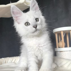 Maine Coon NOV Uran Polydactyl