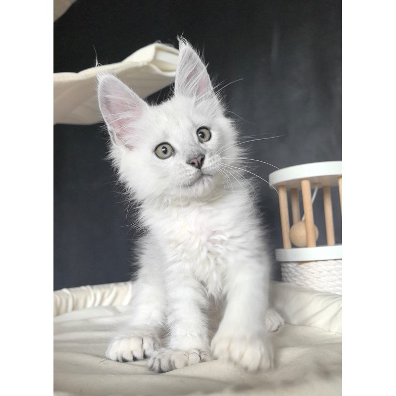 Maine Coon NOV Uran Polydactyl
