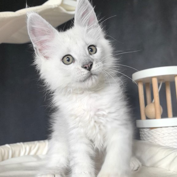 Maine Coon NOV Uran Polydactyl