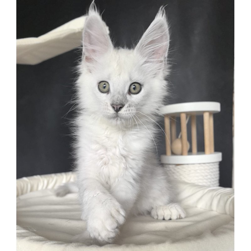 Maine Coon NOV Uran Polydactyl