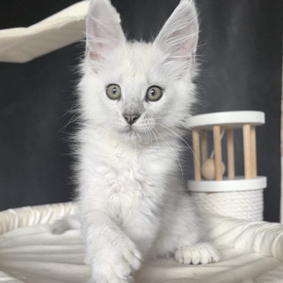 Maine Coon NOV Uran Polydactyl