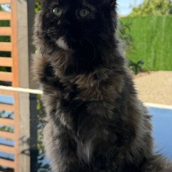 Maine Coon Africa