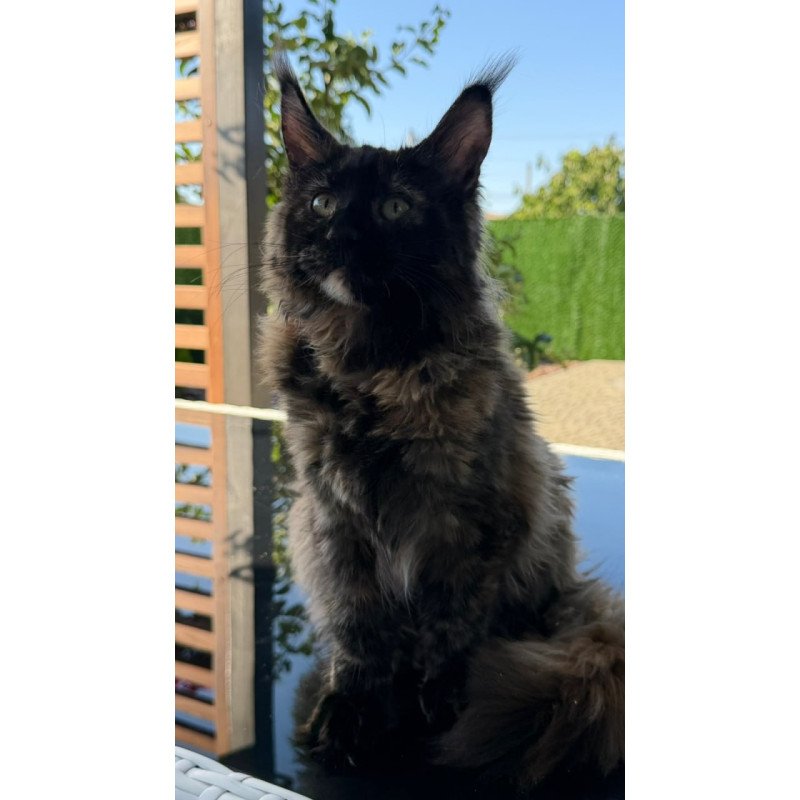 Maine Coon Africa