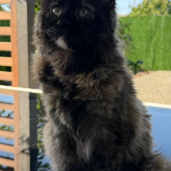 Maine Coon Africa