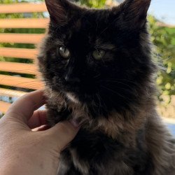 Maine Coon Africa