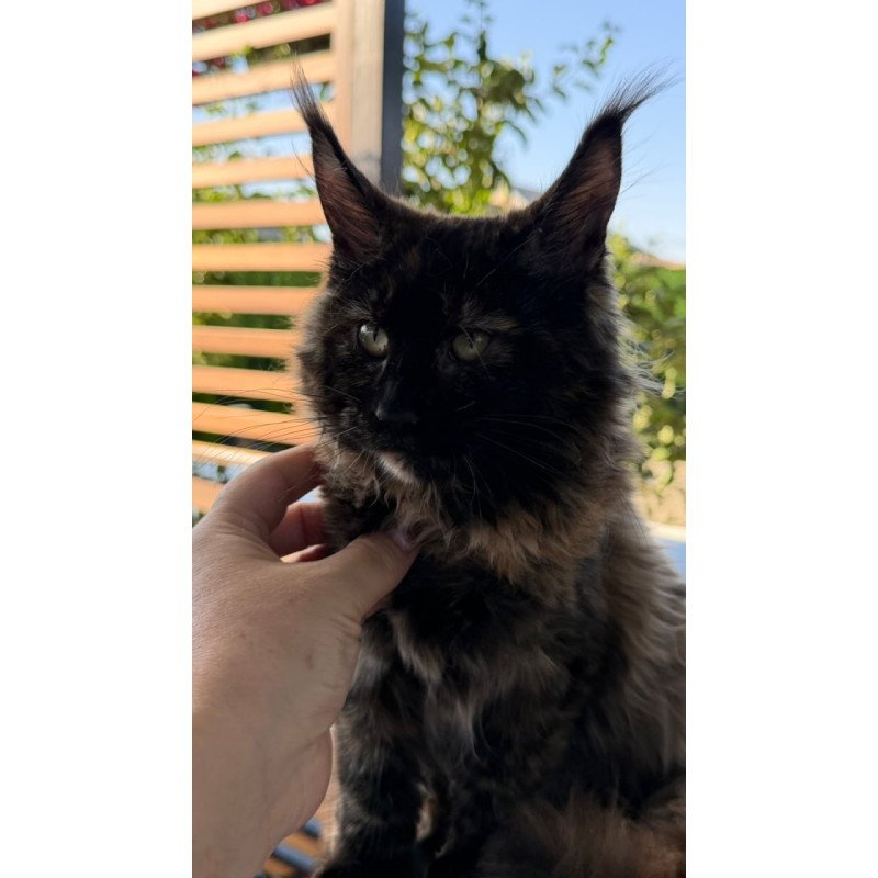 Maine Coon Africa