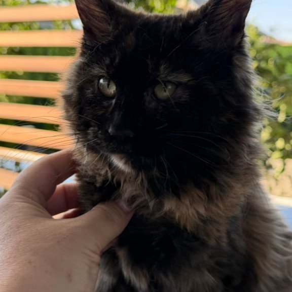 Maine Coon Africa