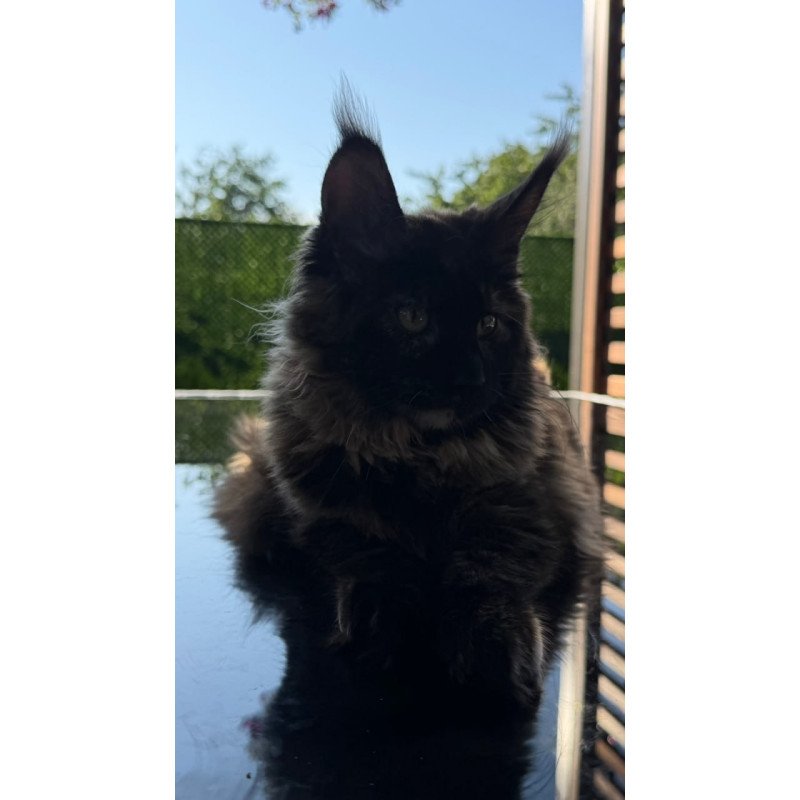 Maine Coon Africa