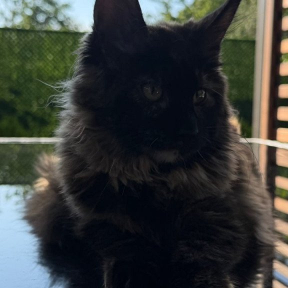 Maine Coon Africa