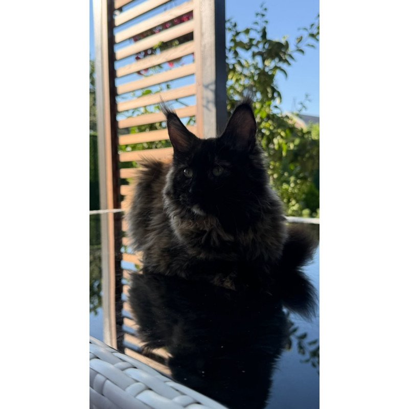Maine Coon Africa