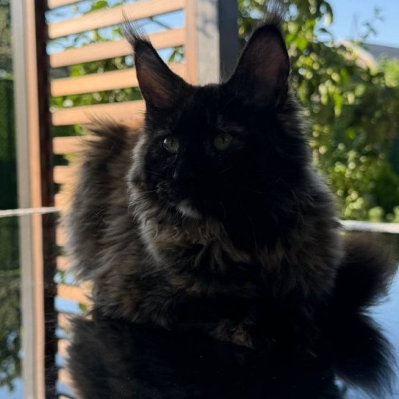 Maine Coon Africa