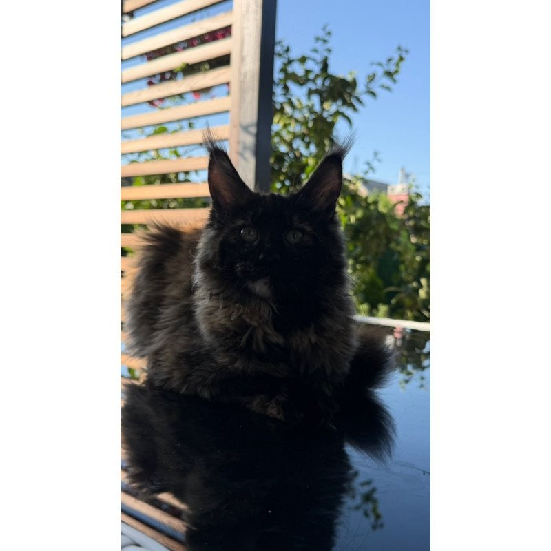 Maine Coon Africa