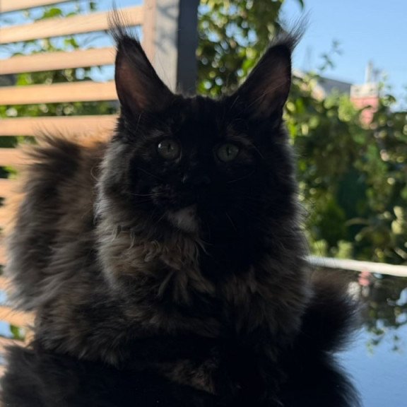 Maine Coon Africa
