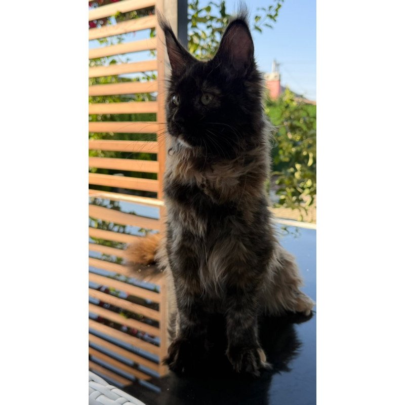 Maine Coon Africa