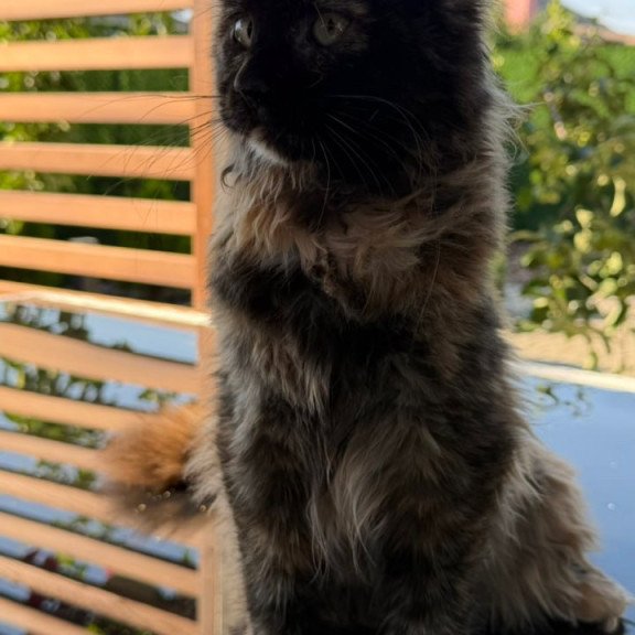 Maine Coon Africa