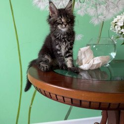 Maine Coon Tiger