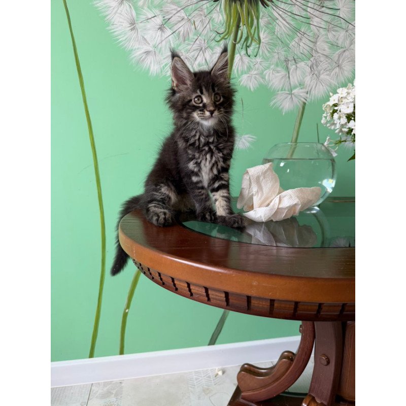 Maine Coon Tiger