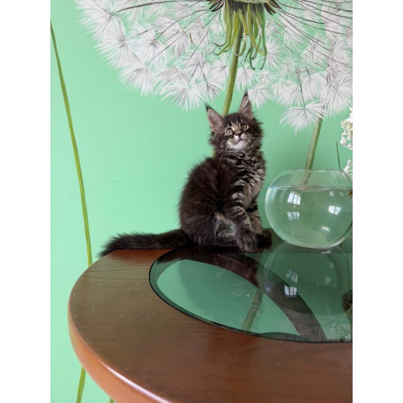 Maine Coon Tiger