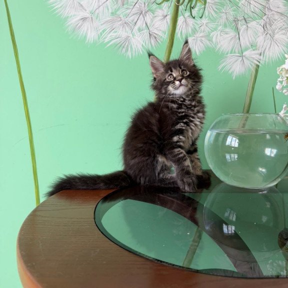 Maine Coon Tiger