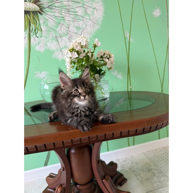 Maine Coon Tiger