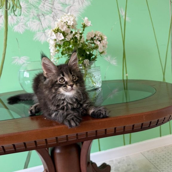 Maine Coon Tiger