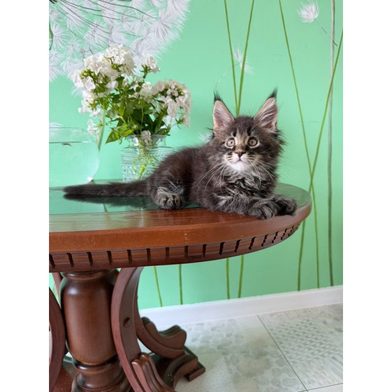 Maine Coon Tiger