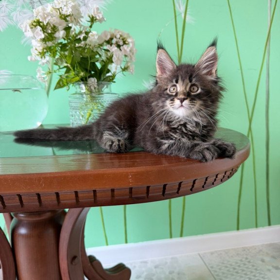 Maine Coon Tiger