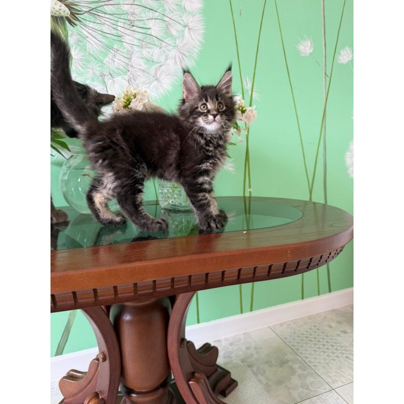 Maine Coon Tiger