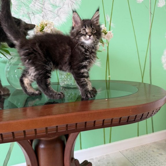 Maine Coon Tiger