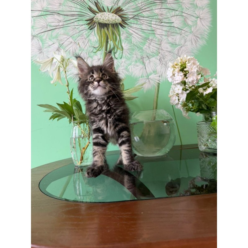 Maine Coon Tiger