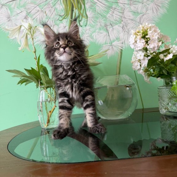 Maine Coon Tiger