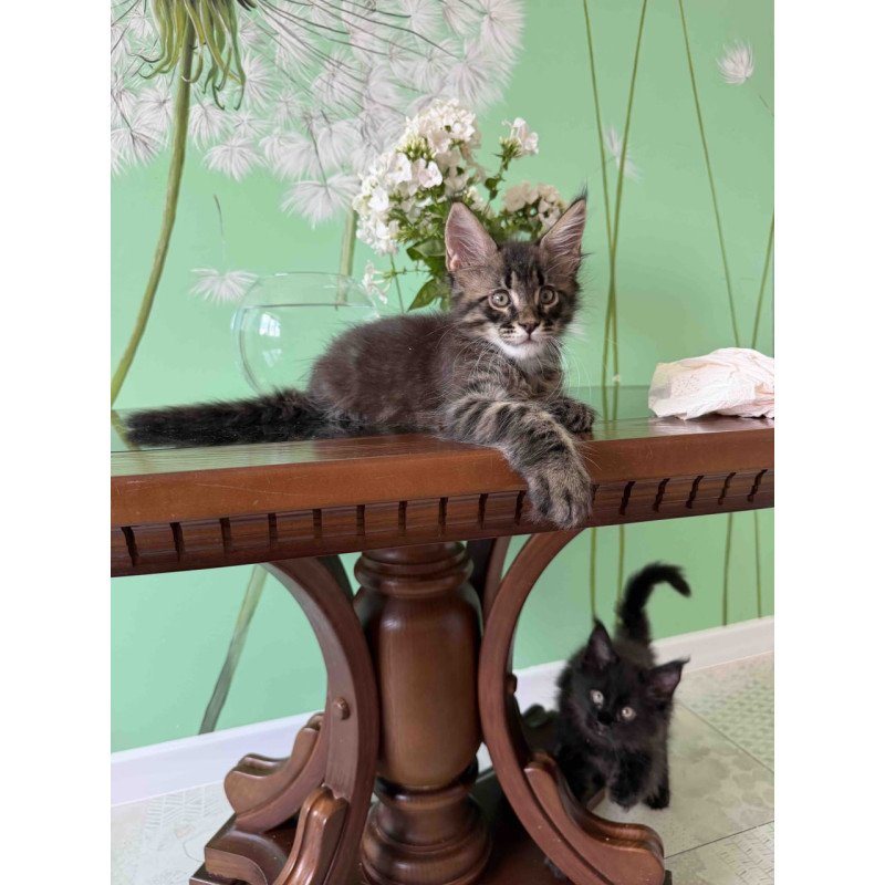 Maine Coon Tik-Tok