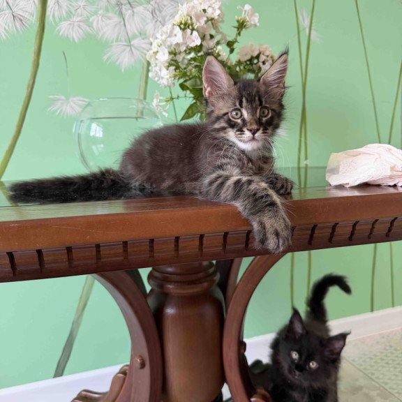 Maine Coon Tik-Tok