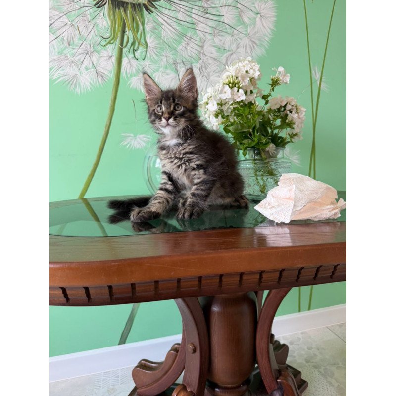 Maine Coon Tik-Tok