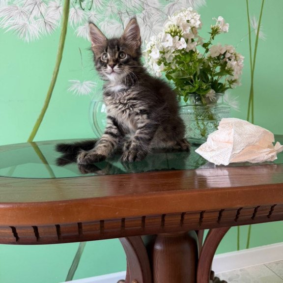 Maine Coon Tik-Tok