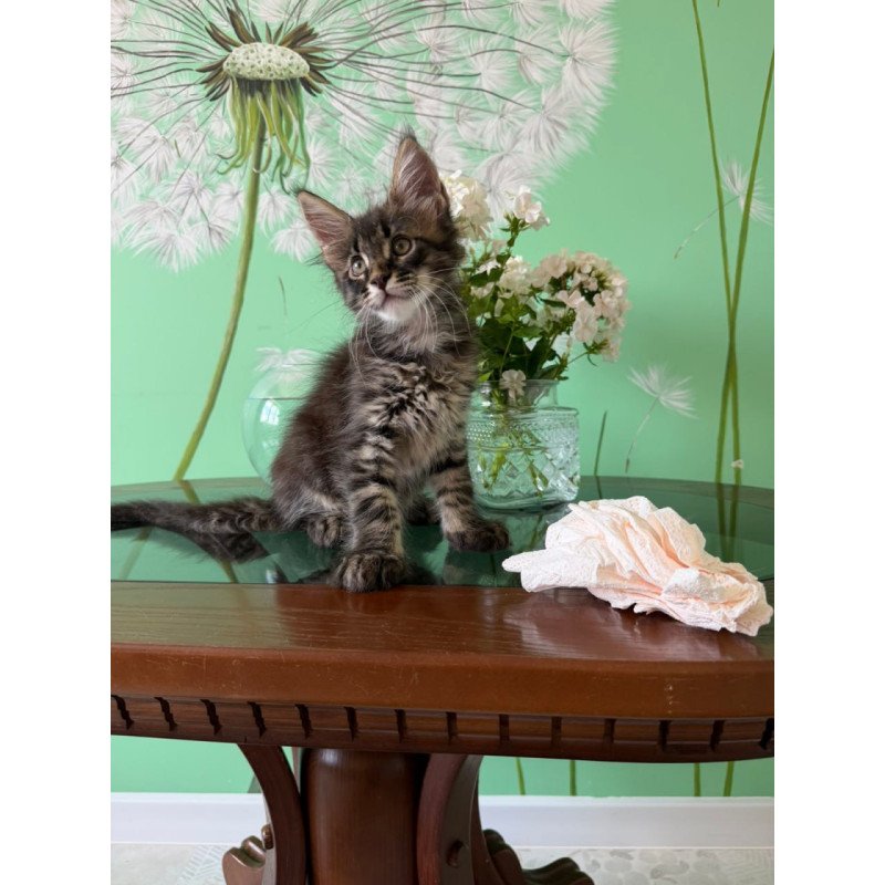 Maine Coon Tik-Tok