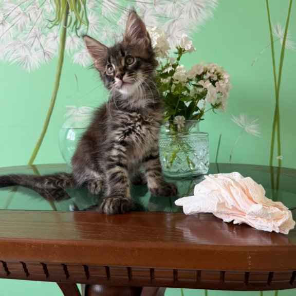 Maine Coon Tik-Tok