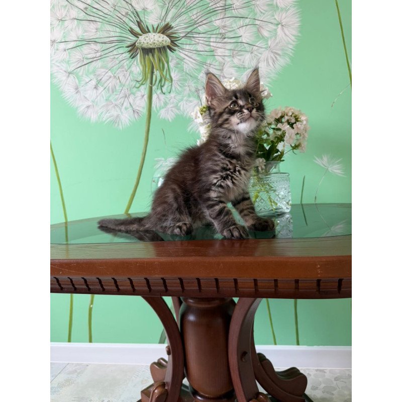 Maine Coon Tik-Tok