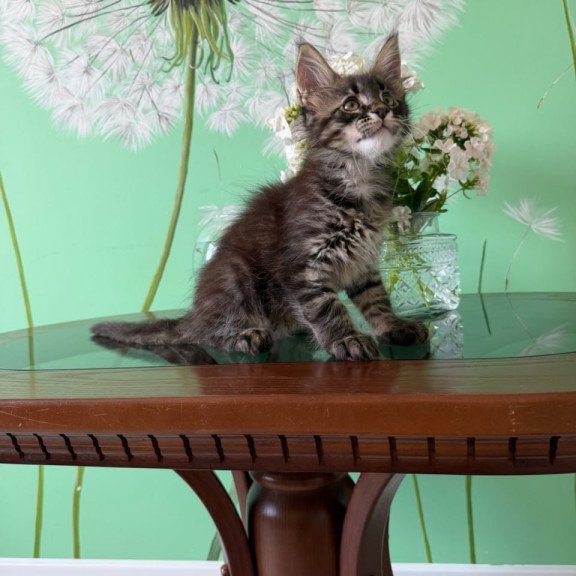 Maine Coon Tik-Tok