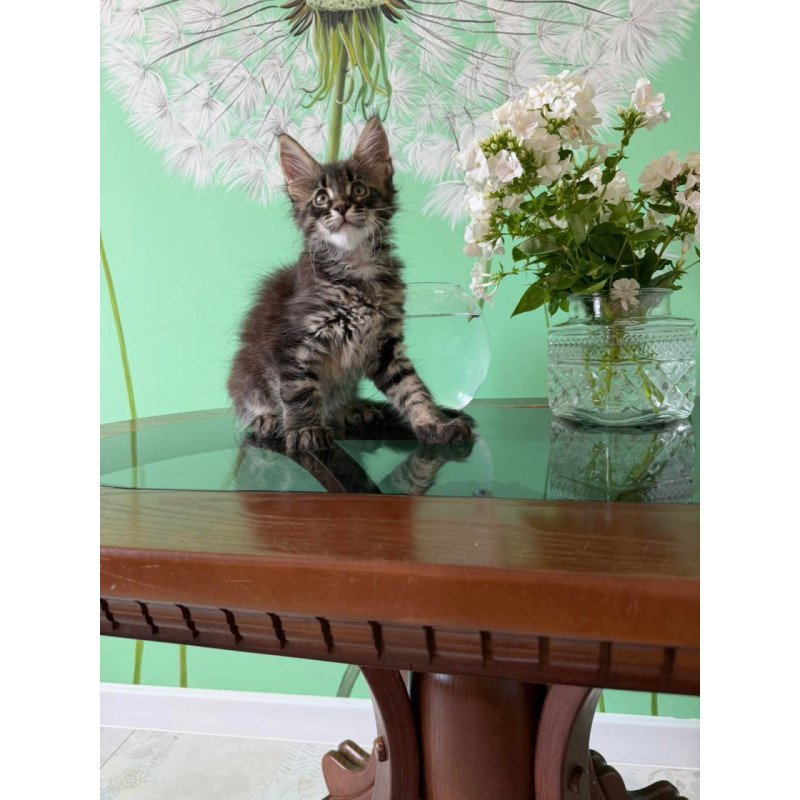 Maine Coon Tik-Tok