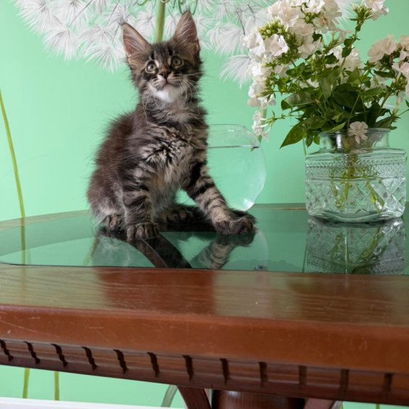 Maine Coon Tik-Tok