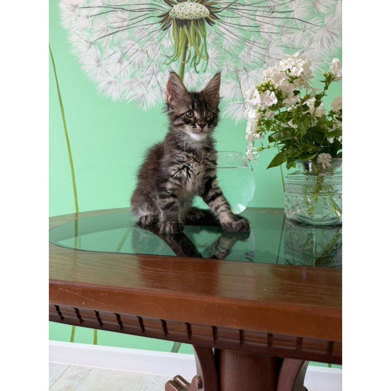 Maine Coon Tik-Tok