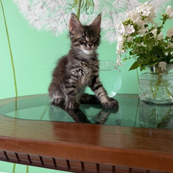 Maine Coon Tik-Tok