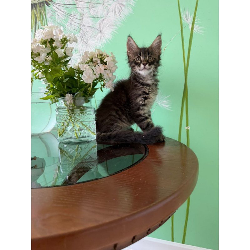 Maine Coon Tik-Tok