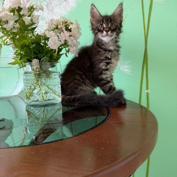 Maine Coon Tik-Tok