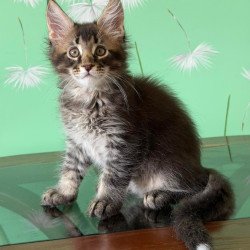 Maine Coon Tom