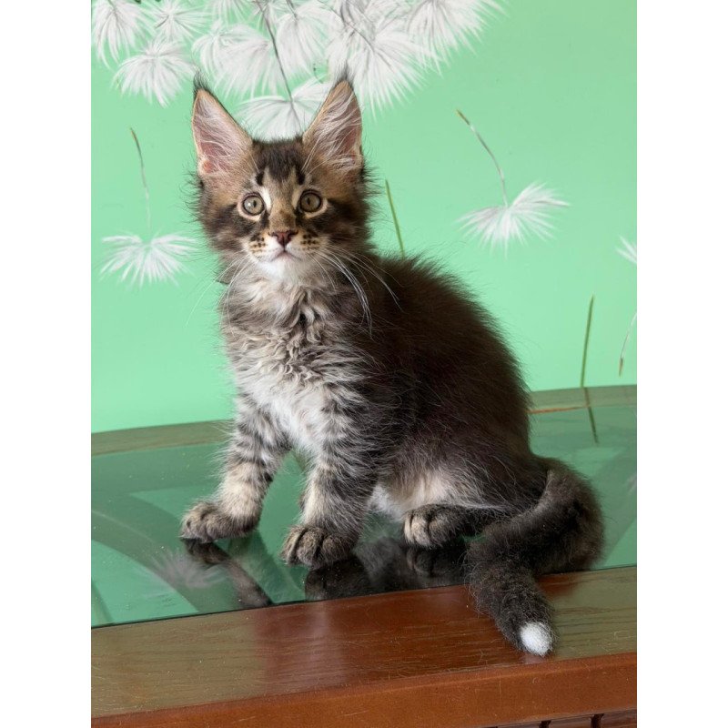 Maine Coon Tom