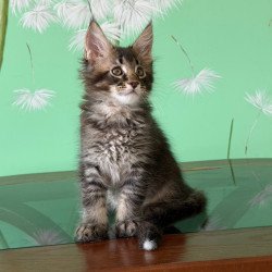 Maine Coon Tom