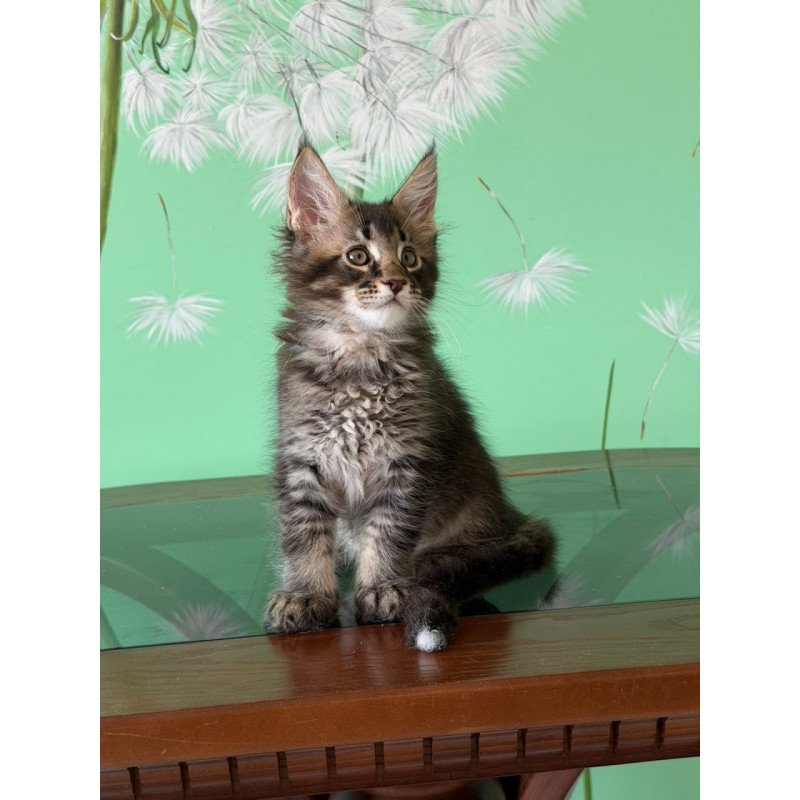 Maine Coon Tom