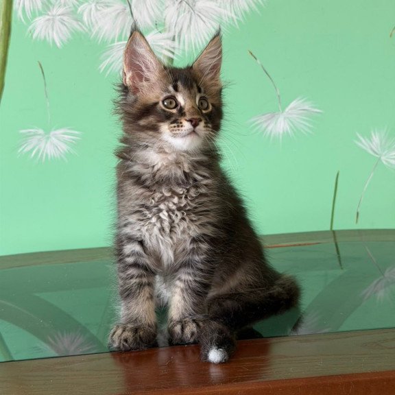 Maine Coon Tom